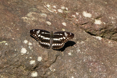 Limenitis sulpitia