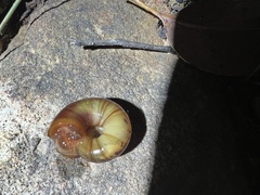 Austrorhytida capillacea
