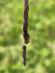 Cyclosa