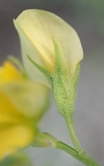 Rhynchosia leucoscias