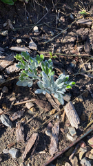 Artemisia stelleriana