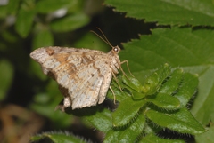 Macaria alternata