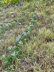 Vitex rotundifolia