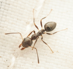 Myrmecorhynchus