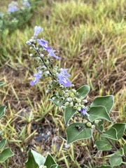 Vitex rotundifolia