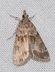 Eudonia mercurella