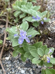 Vitex rotundifolia