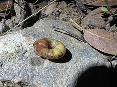 Austrorhytida capillacea