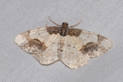 Ligdia adustata