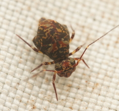 Ptenothrix