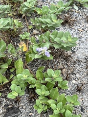 Vitex rotundifolia