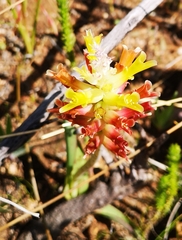 Lachenalia orchioides