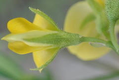 Rhynchosia leucoscias