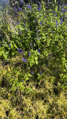 Salvia mexicana