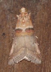 Acrobasis tumidana