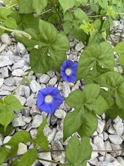 Ipomoea hederacea