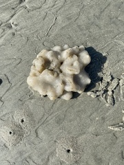 Aplidium stellatum