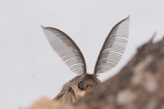 Lymantria dispar