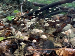 Marasmius capillaris