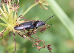 Athous haemorrhoidalis