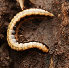 Isocladosoma maculatum