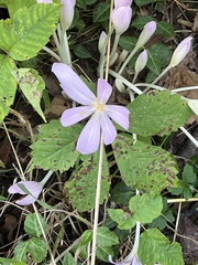 Colchicum autumnale