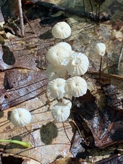 Marasmius capillaris
