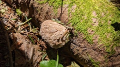 Fomitiporia hartigii