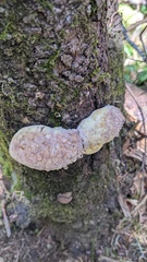 Fomitiporia hartigii