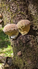 Fomitiporia hartigii