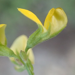 Rhynchosia leucoscias