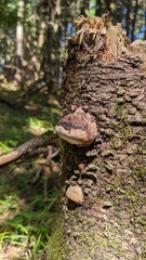 Fomitiporia hartigii