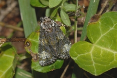 Craniophora ligustri