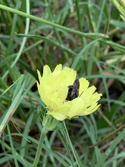 Melissodes bimaculatus