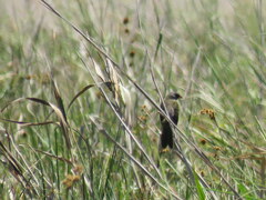 Embernagra platensis