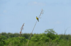 Pseudocolopteryx sclateri