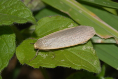 Eilema griseola