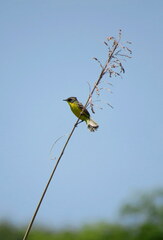 Pseudocolopteryx sclateri