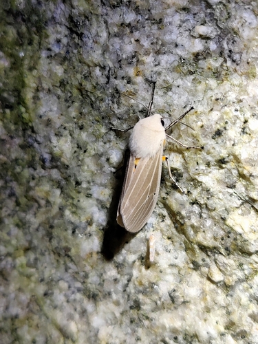 Clouded Tiger Moth photo 3