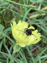 Melissodes bimaculatus