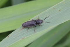 Athous haemorrhoidalis