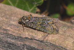 Craniophora ligustri