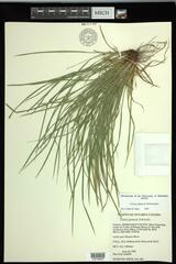Carex jamesii