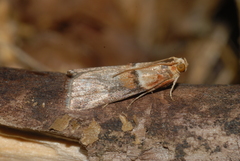 Acrobasis tumidana