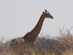 Giraffa camelopardalis angolensis