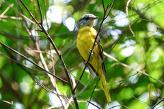 Pericrocotus solaris