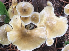 Gerronema strombodes