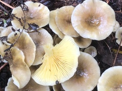 Gerronema strombodes