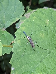Toxorhynchites rutilus septentrionalis