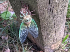 Neotibicen canicularis